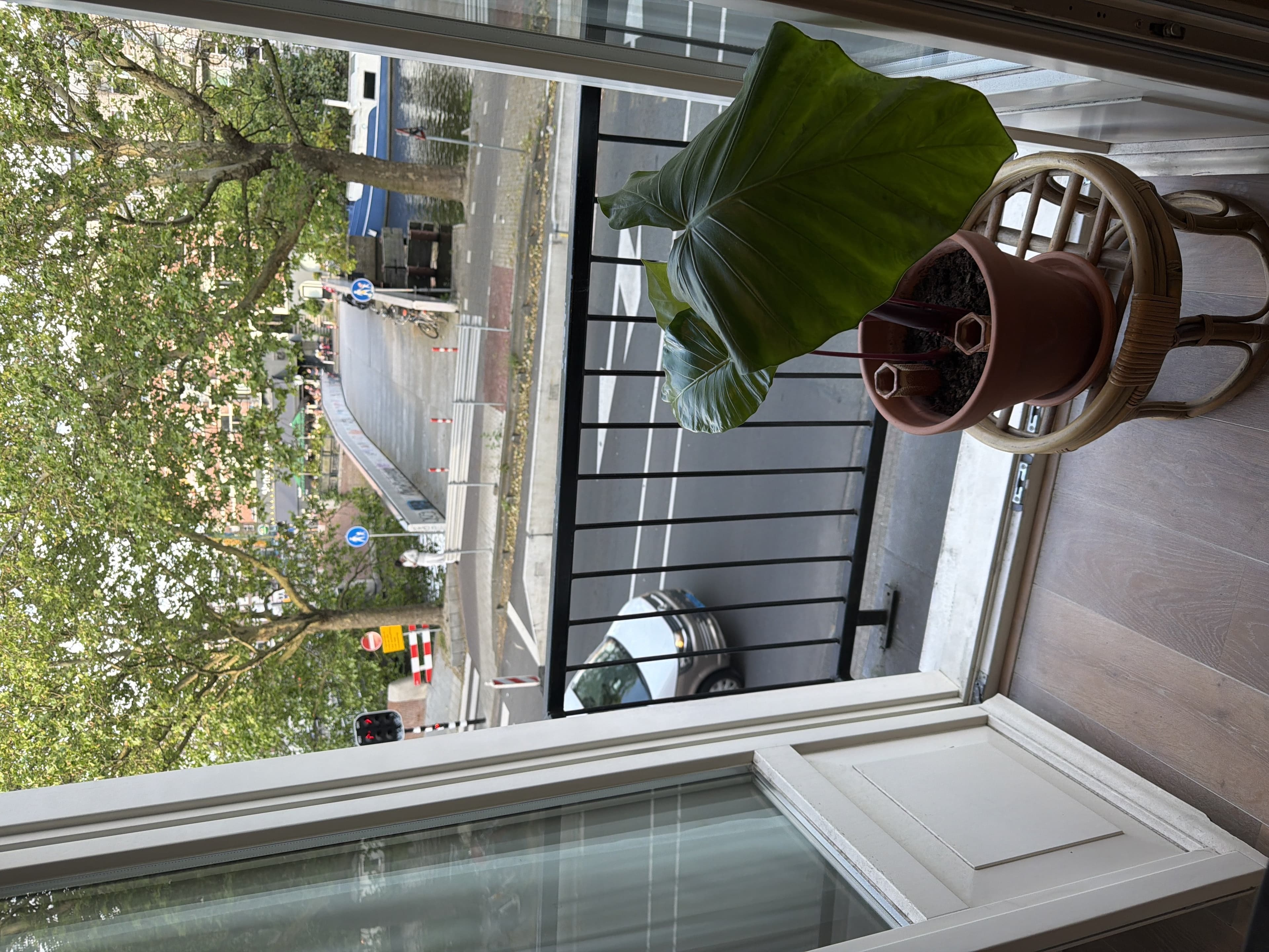 A lush monstera plant in a wicker basket by a bright apartment window overlooking a city street